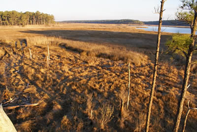 prime sika deer habitat
