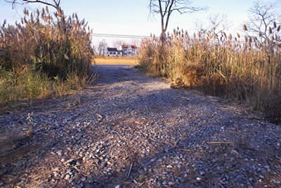 prime sika deer habitat