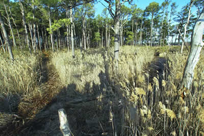 prime sika deer habitat