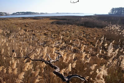 prime sika deer habitat