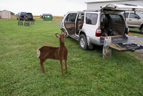 sika deer hunting property