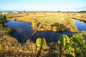 sika deer hunting property