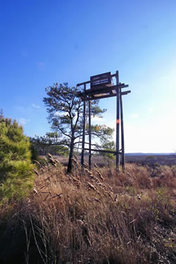 sika deer hunting property