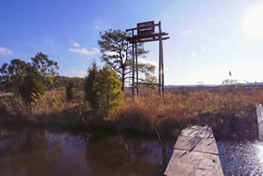 sika deer hunting property