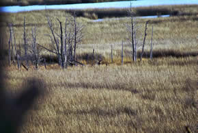 sika deer hunting property
