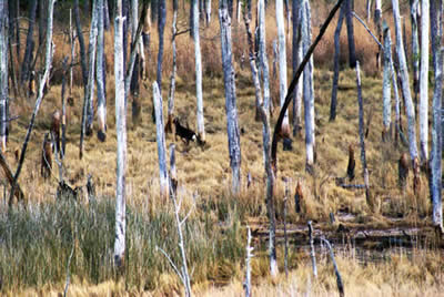 sika deer hunting property