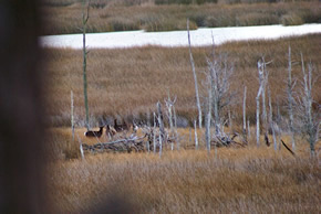 sika deer hunting property
