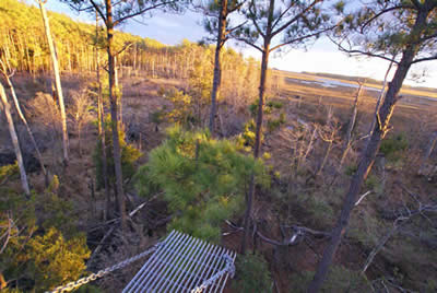 sika deer hunting property