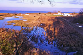 sika deer hunting property