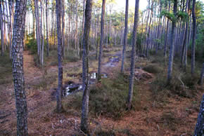 sika deer hunting property