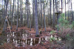 sika deer hunting property