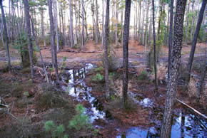 sika deer hunting property