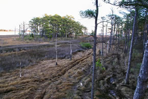 sika deer hunting property