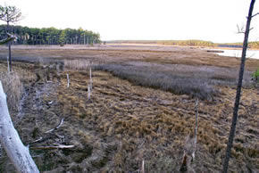 sika deer hunting property