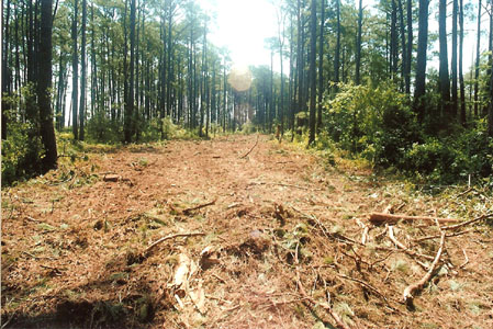 sika deer hunting property