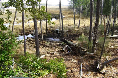 view from deer stand