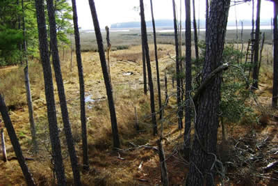 view from deer stand