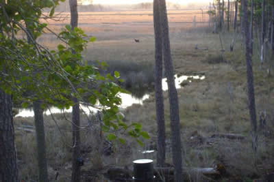 view from deer stand