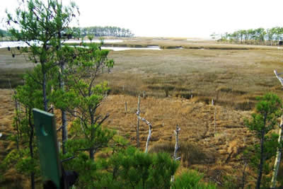 view from deer stand