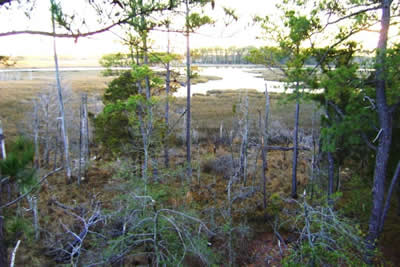 view from deer stand