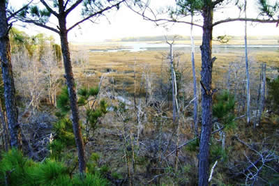 view from deer stand