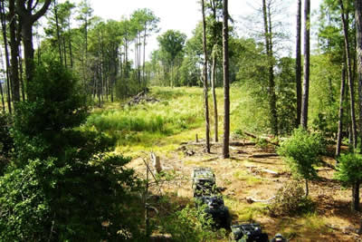 setting up deer stands