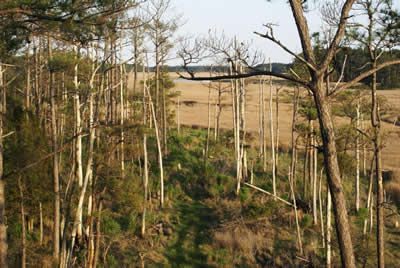 view from deer stand