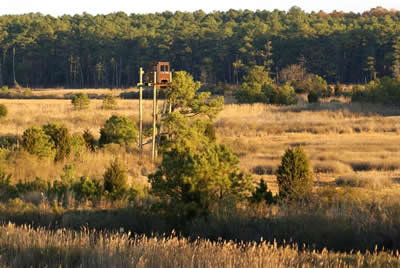 view from deer stand