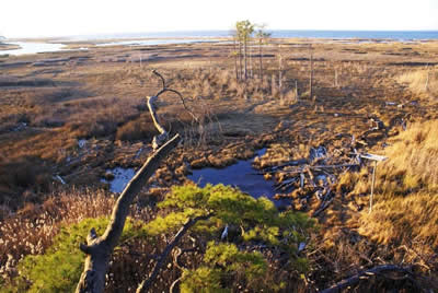 view from deer stand