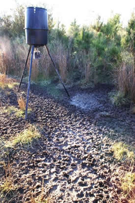 view from deer stand