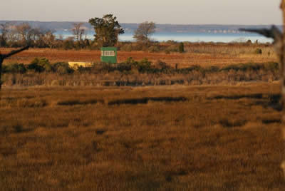 view from deer stand