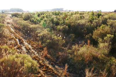 view from deer stand