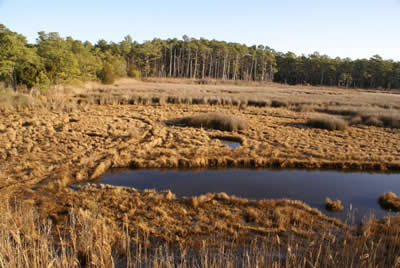 view from deer stand