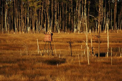 view from deer stand