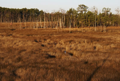view from deer stand