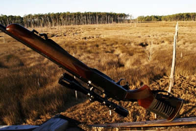 view from deer stand