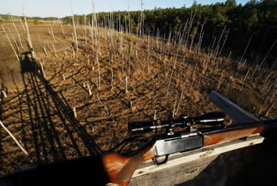 view from deer stand