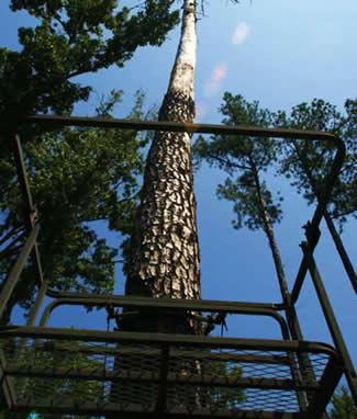 sika deer hunting property
