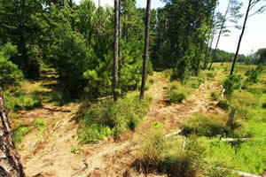 sika deer hunting property