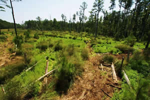 sika deer hunting property