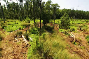 sika deer hunting property