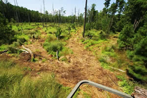 sika deer hunting property