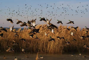 duck hunting