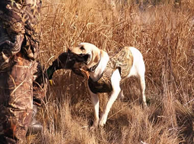 duck hunting