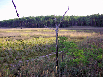 sika deer hunting property