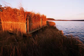 sika deer hunting property
