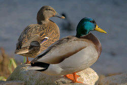 duck hunting
