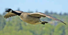 goose hunting