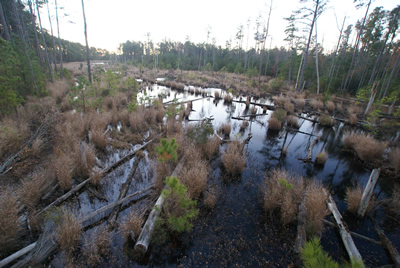 sika deer hunting property