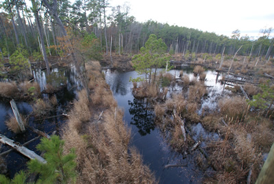 sika deer hunting property